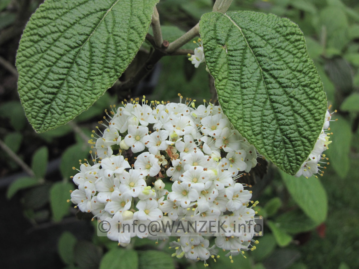 Viburnum rhytidophyllum Wanzekii 02.JPG